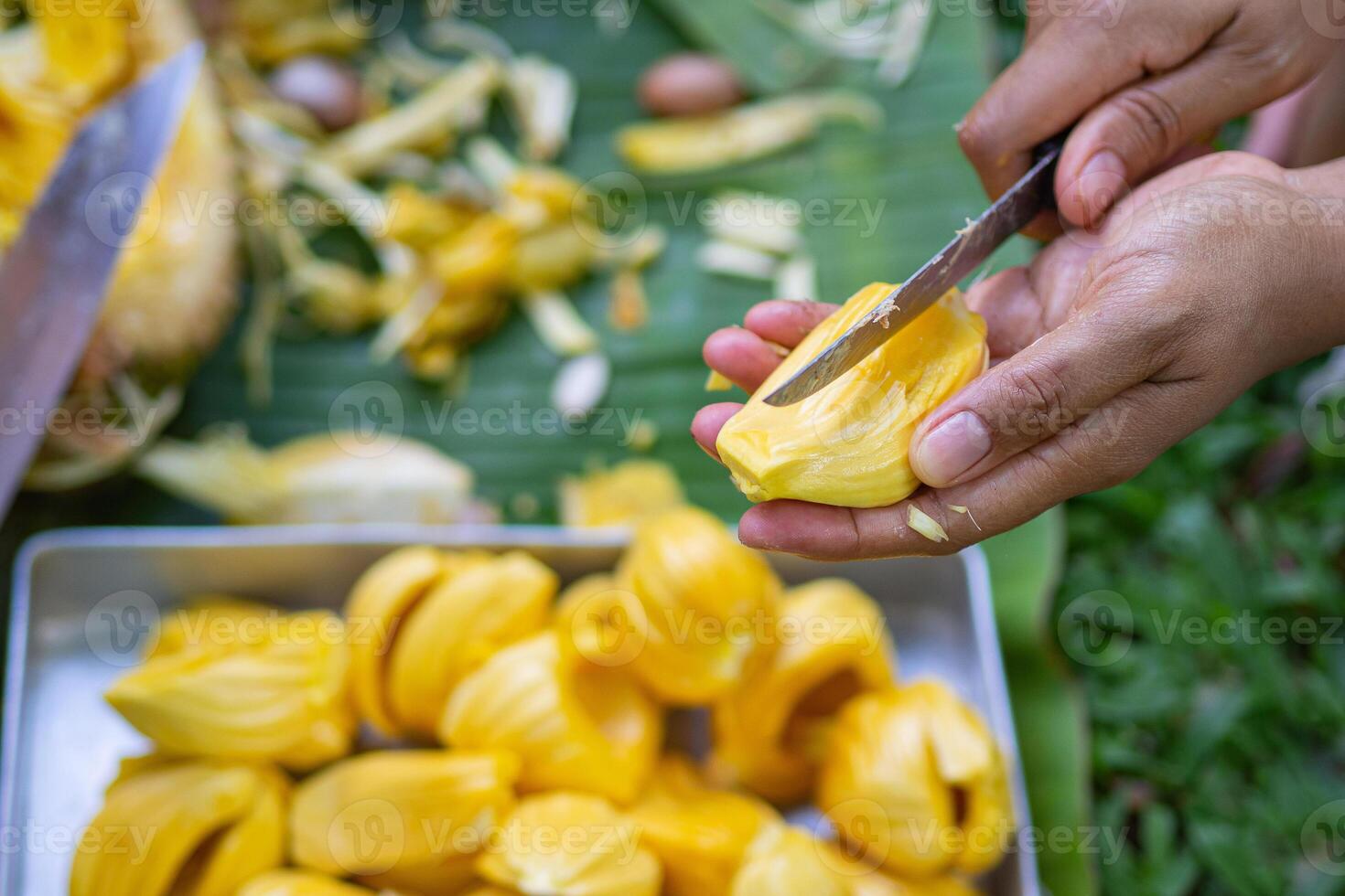 Close-up of a woman's hands was cutting ripe jackfruit while sitting in a garden. Fruit for health photo