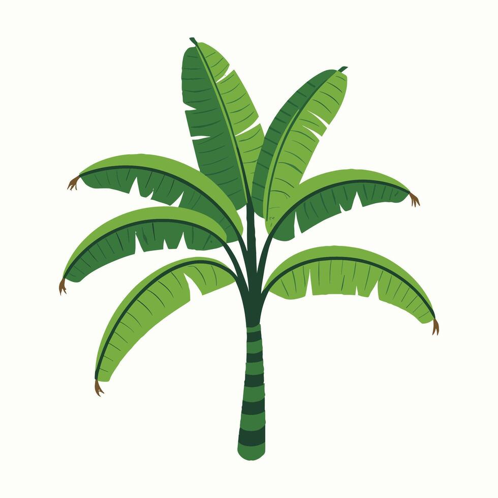 banana tree illustration vector