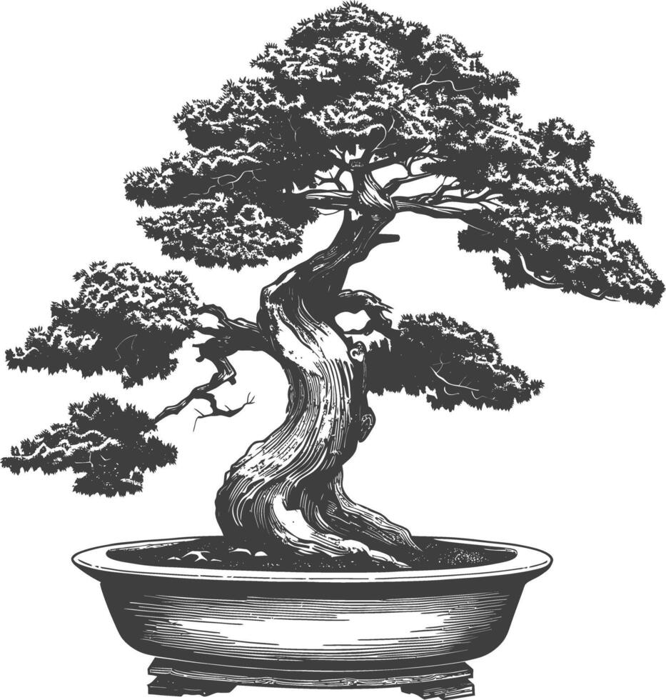 bonsai árbol imágenes utilizando antiguo grabado estilo cuerpo negro color solamente vector