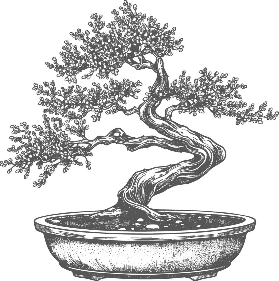bonsai tree images using Old engraving style body black color only vector