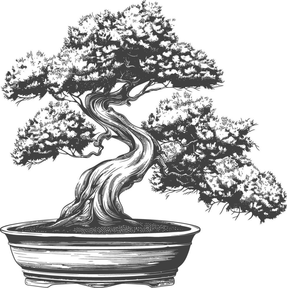 bonsai tree images using Old engraving style body black color only vector