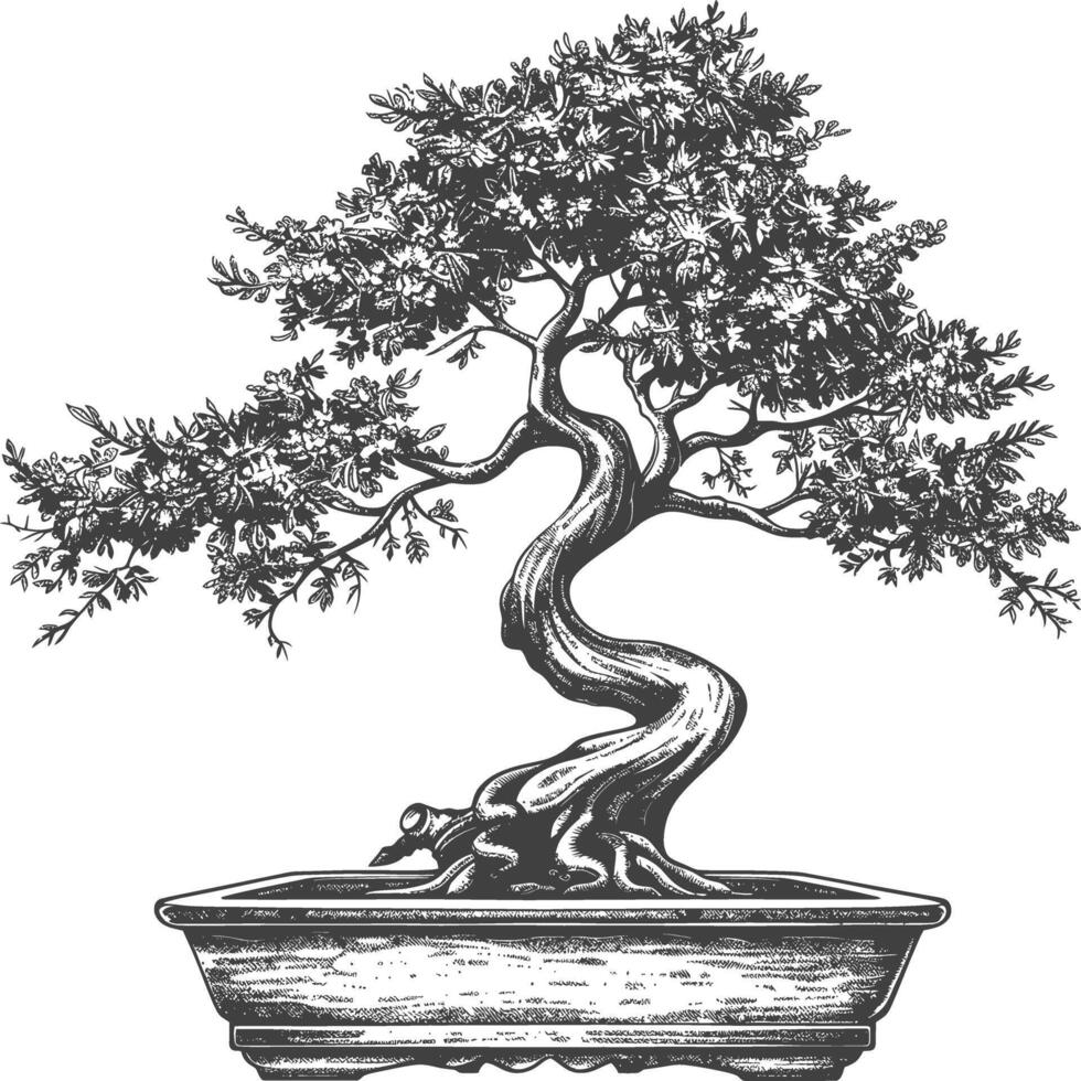 bonsai tree images using Old engraving style body black color only vector