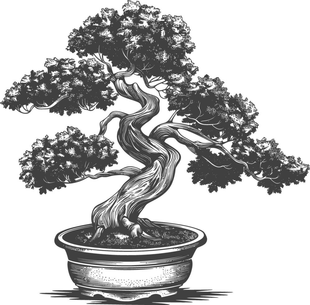 bonsai tree images using Old engraving style body black color only vector