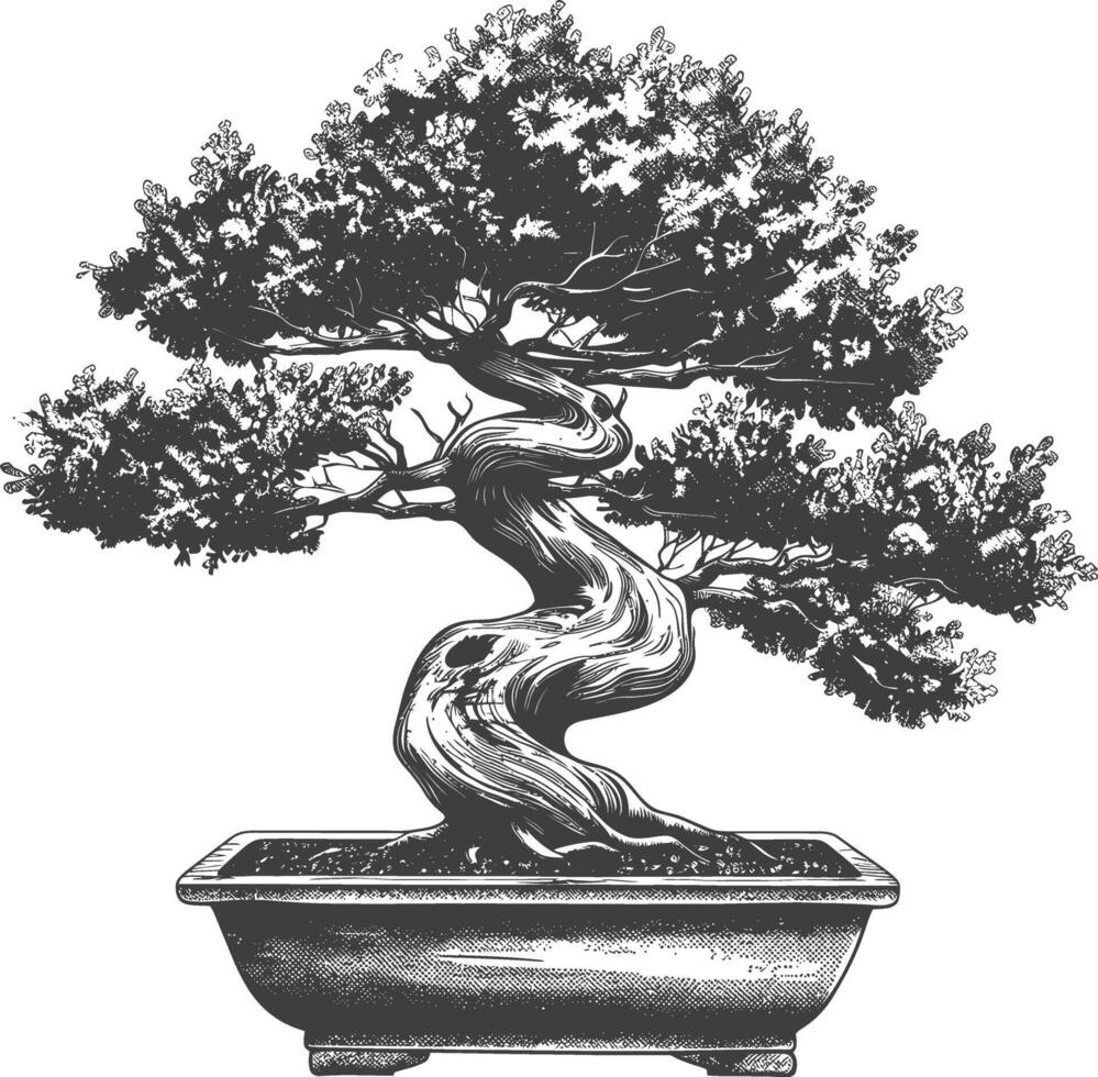 bonsai árbol imágenes utilizando antiguo grabado estilo cuerpo negro color solamente vector