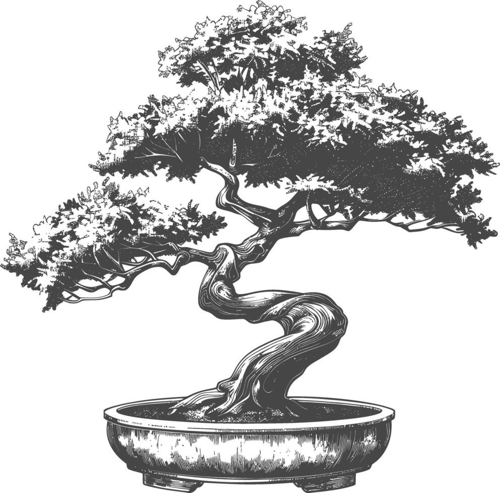 bonsai tree images using Old engraving style body black color only vector