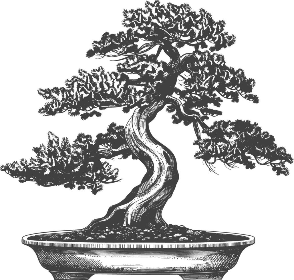 bonsai árbol imágenes utilizando antiguo grabado estilo cuerpo negro color solamente vector