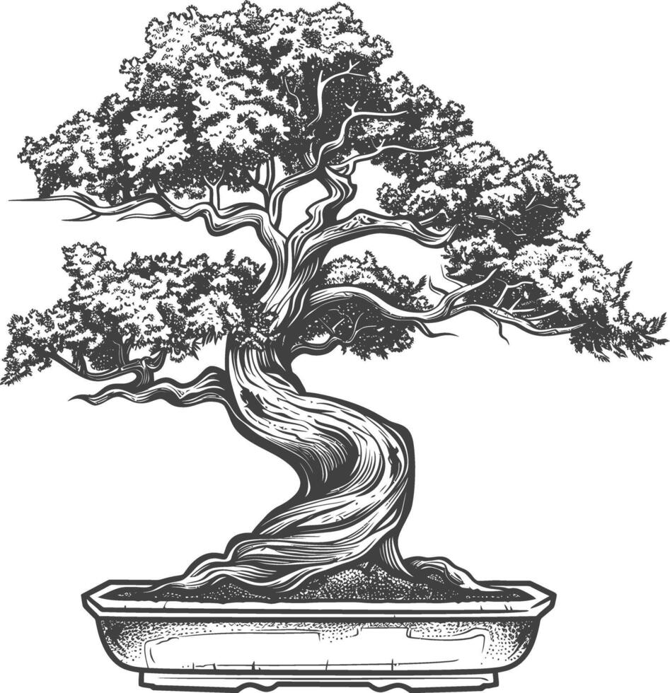 bonsai árbol imágenes utilizando antiguo grabado estilo cuerpo negro color solamente vector