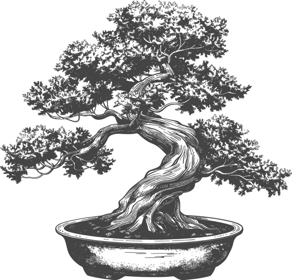 bonsai árbol imágenes utilizando antiguo grabado estilo cuerpo negro color solamente vector