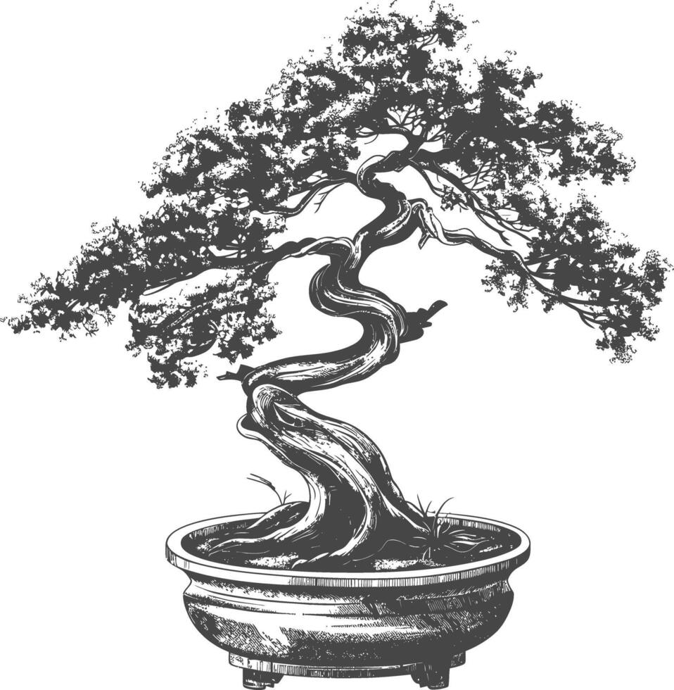 bonsai tree images using Old engraving style body black color only vector