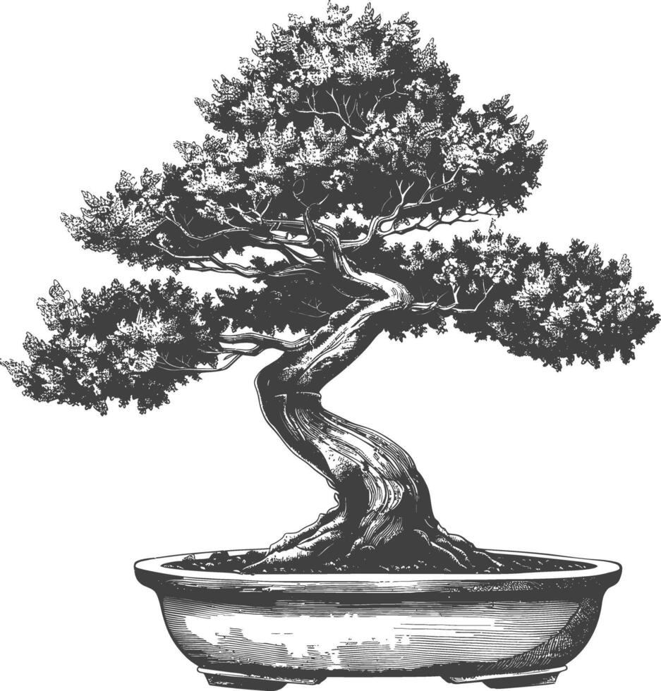 bonsai tree images using Old engraving style body black color only vector