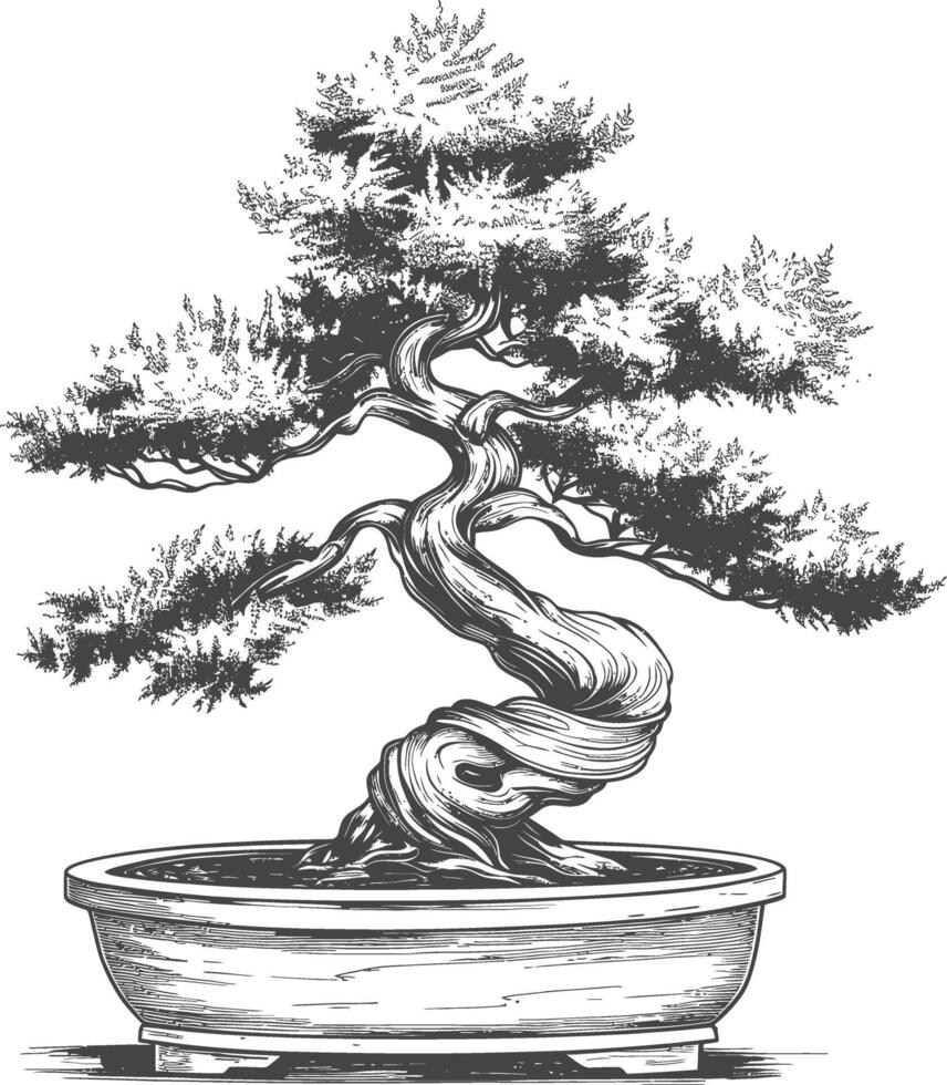 bonsai tree images using Old engraving style body black color only vector
