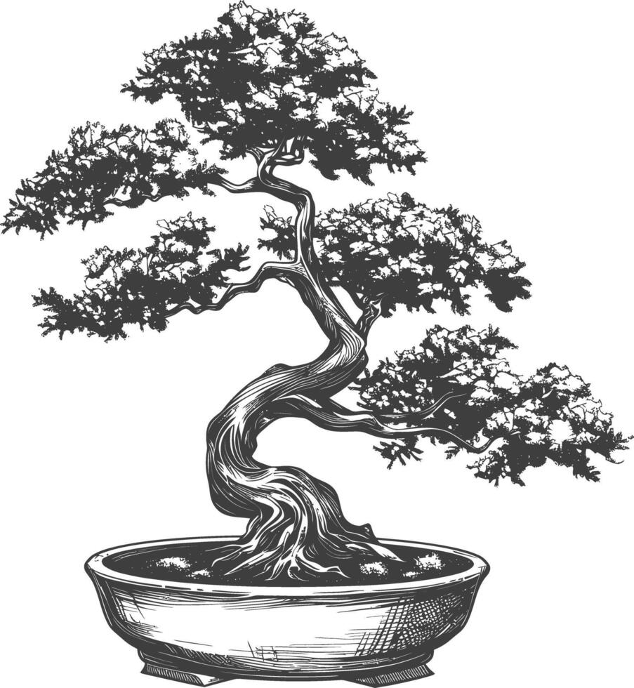 bonsai árbol imágenes utilizando antiguo grabado estilo cuerpo negro color solamente vector