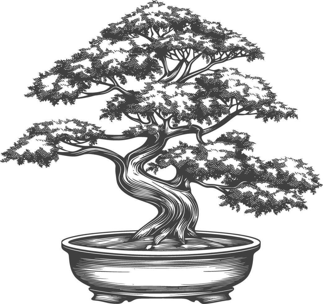 bonsai tree images using Old engraving style body black color only vector