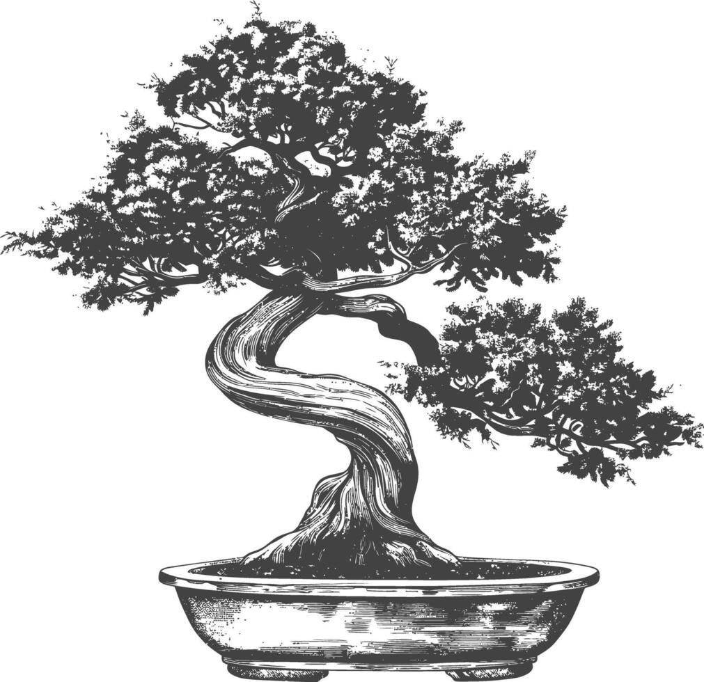 bonsai tree images using Old engraving style body black color only vector