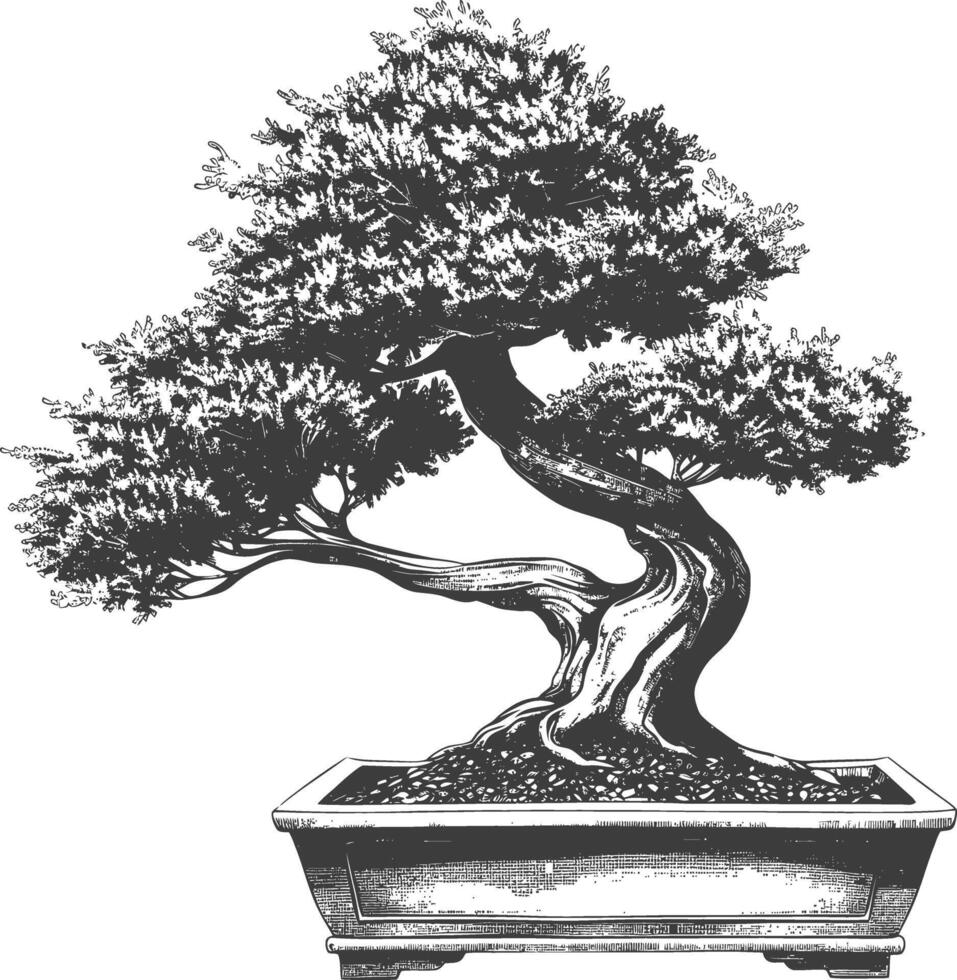 bonsai tree images using Old engraving style body black color only vector