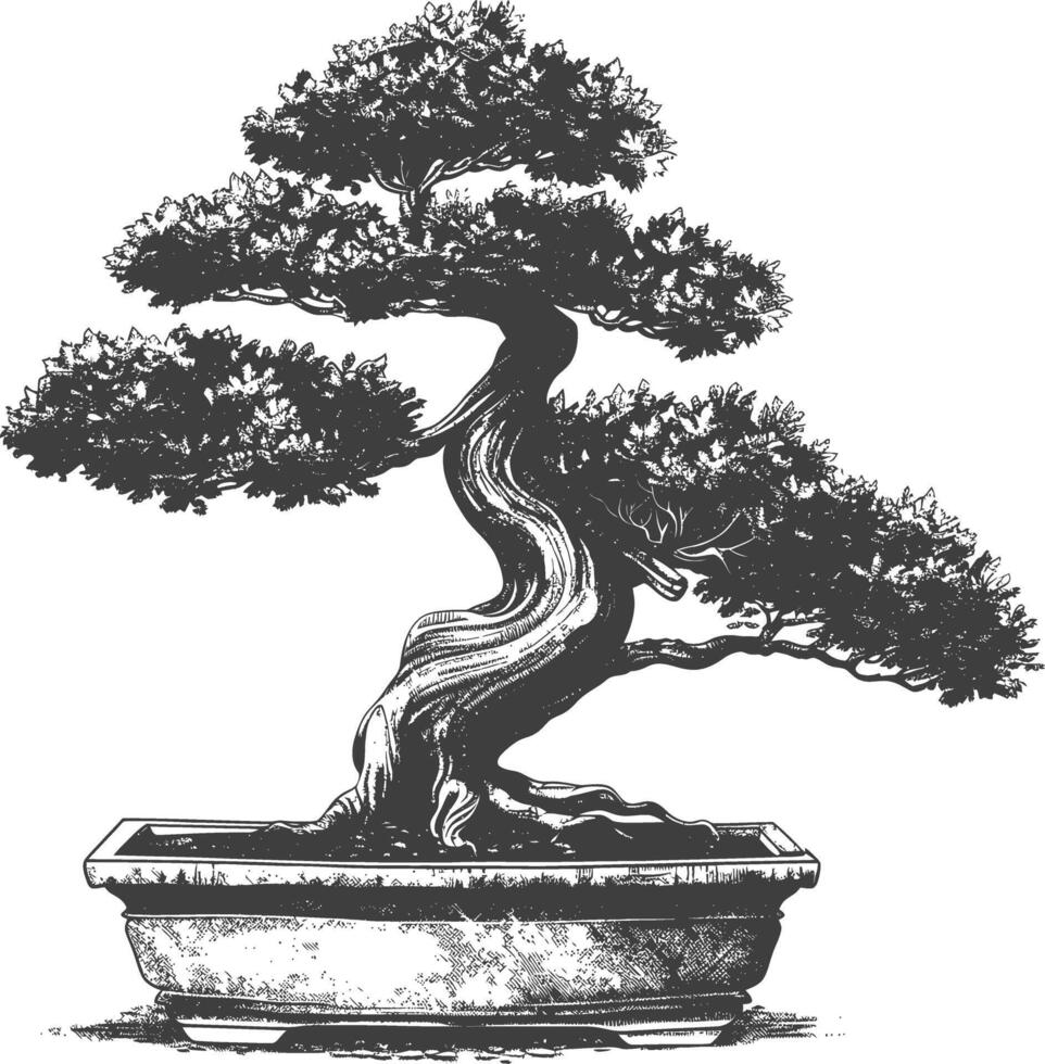 bonsai tree images using Old engraving style body black color only vector