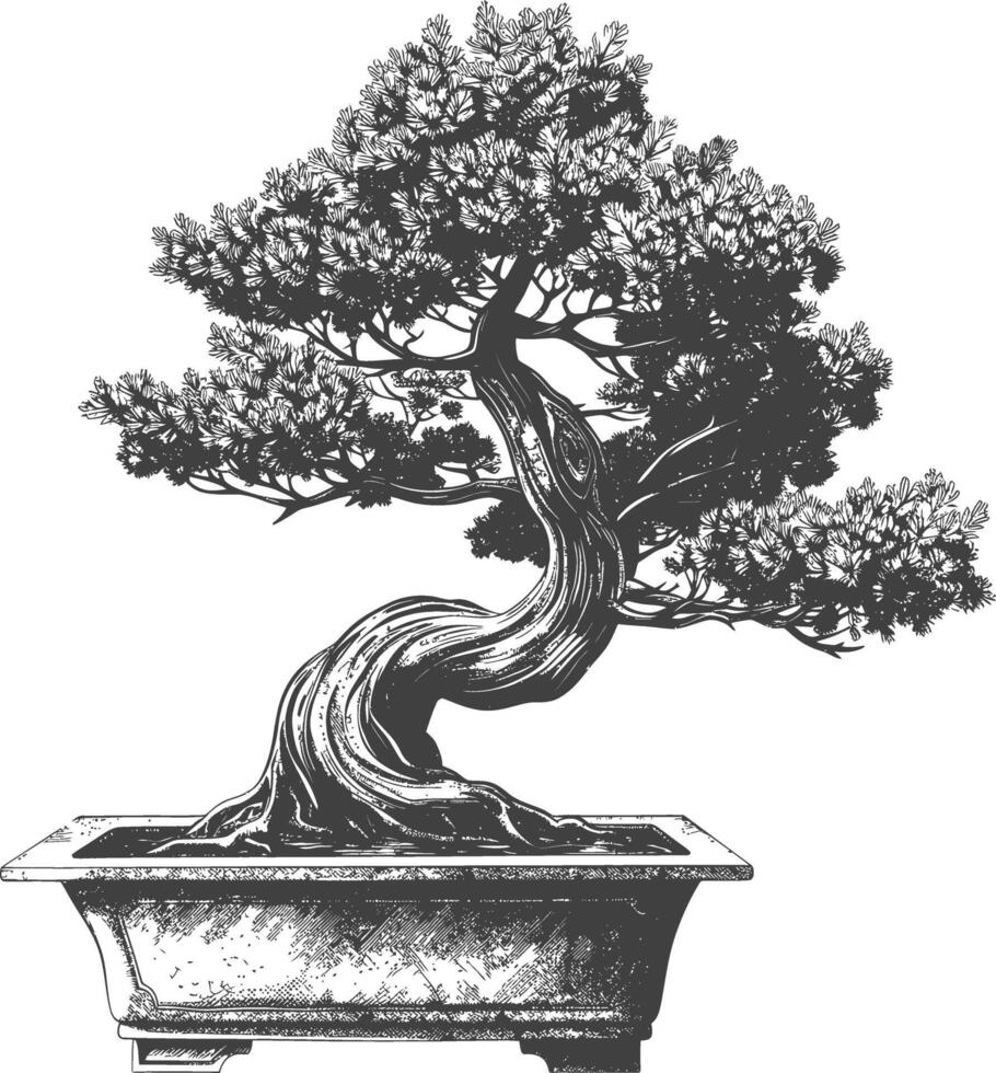 bonsai tree images using Old engraving style body black color only vector