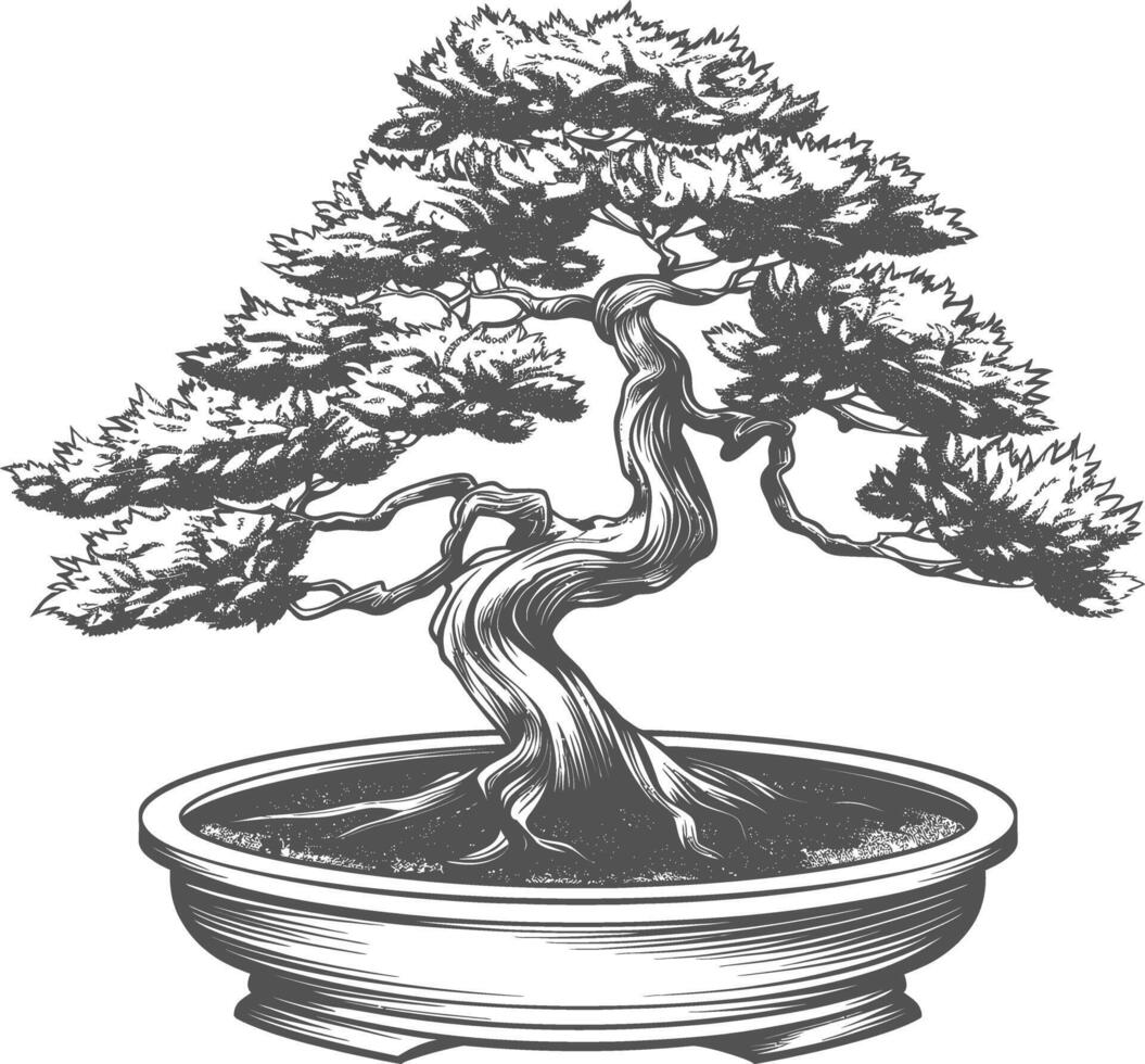 bonsai tree images using Old engraving style body black color only vector