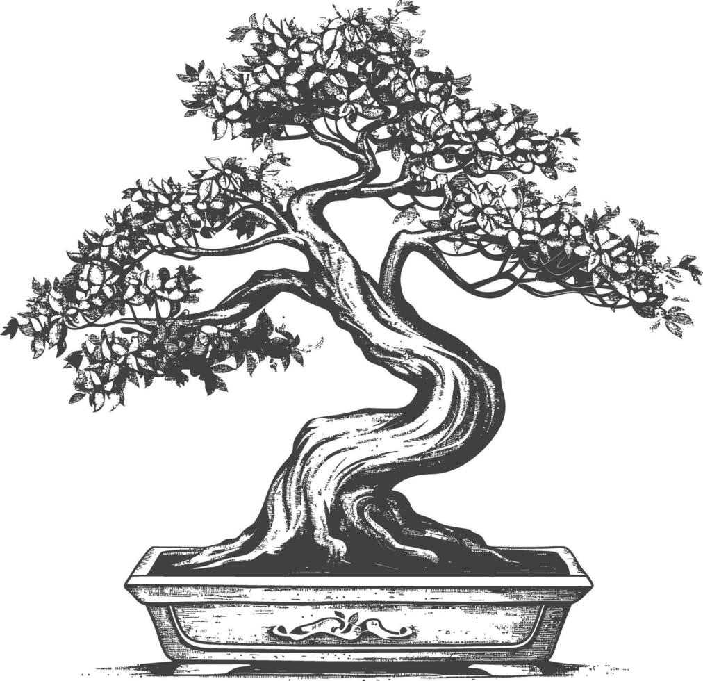 bonsai tree images using Old engraving style body black color only vector