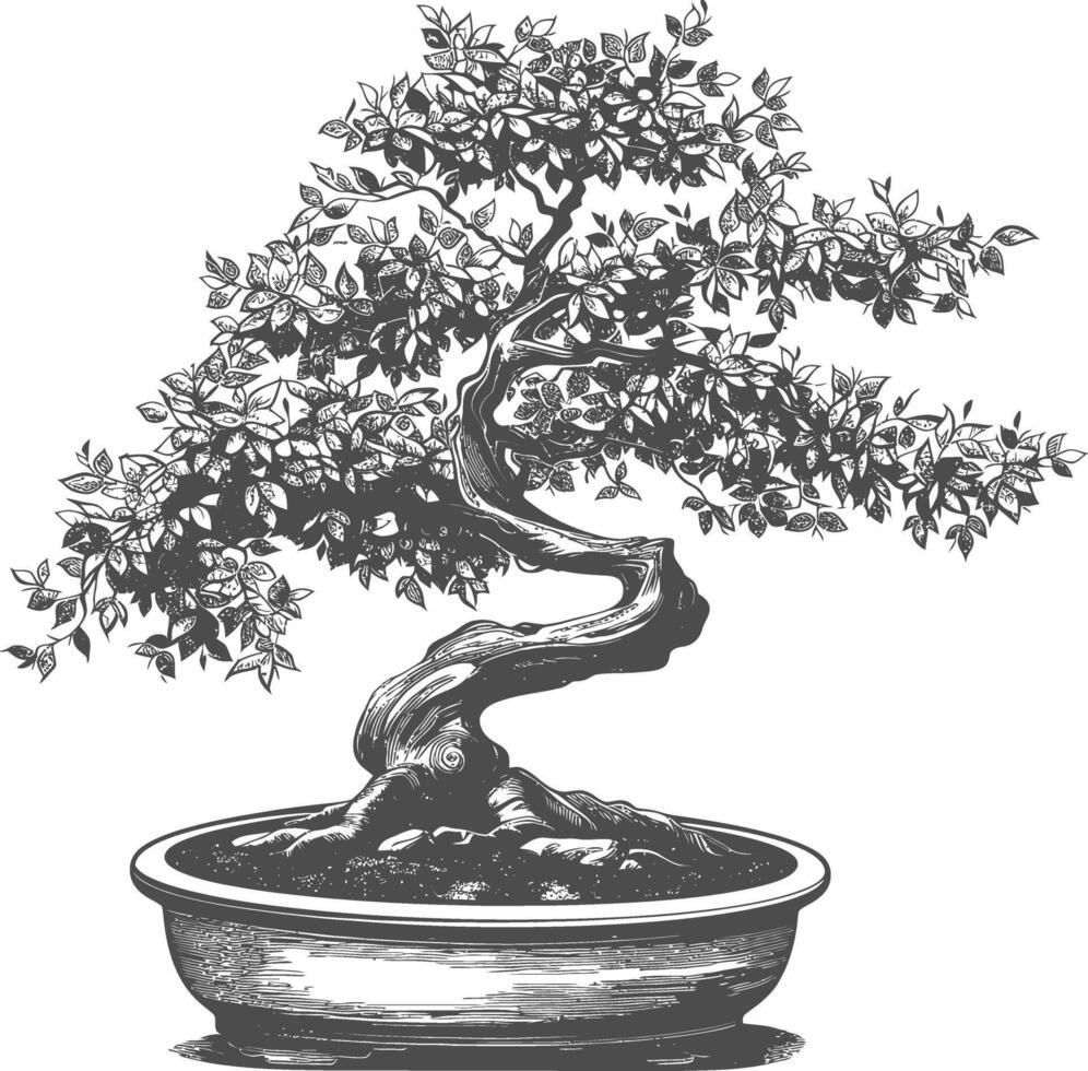 bonsai tree images using Old engraving style body black color only vector