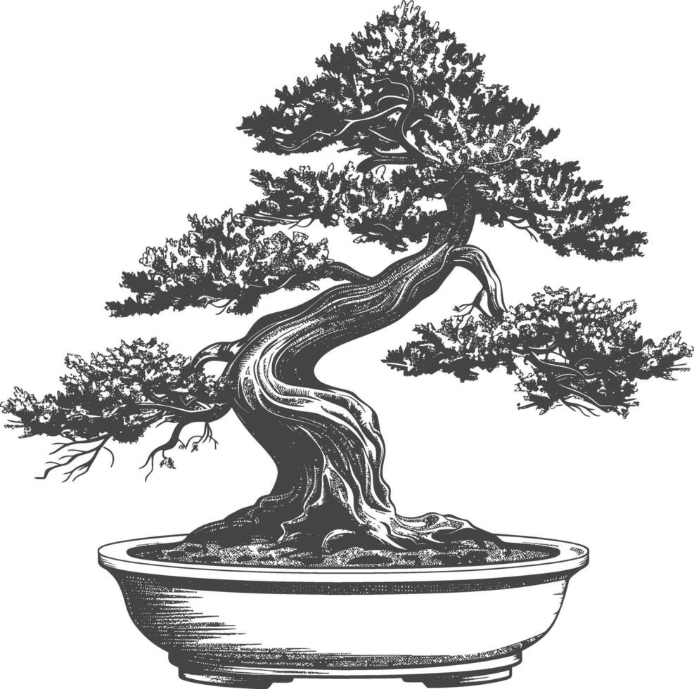 bonsai árbol imágenes utilizando antiguo grabado estilo cuerpo negro color solamente vector