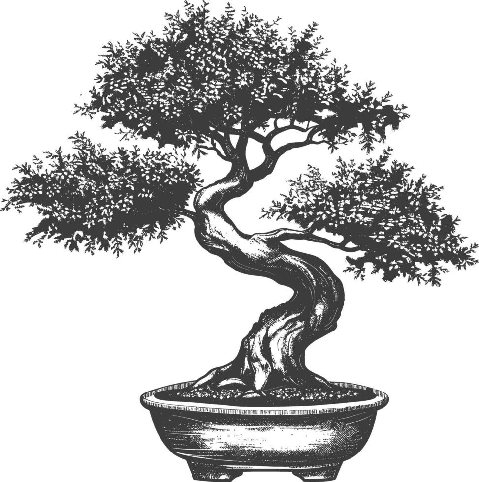 bonsai tree images using Old engraving style body black color only vector