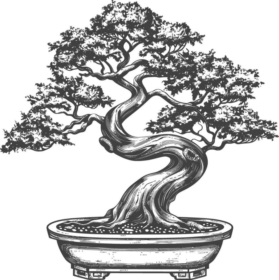 bonsai tree images using Old engraving style body black color only vector