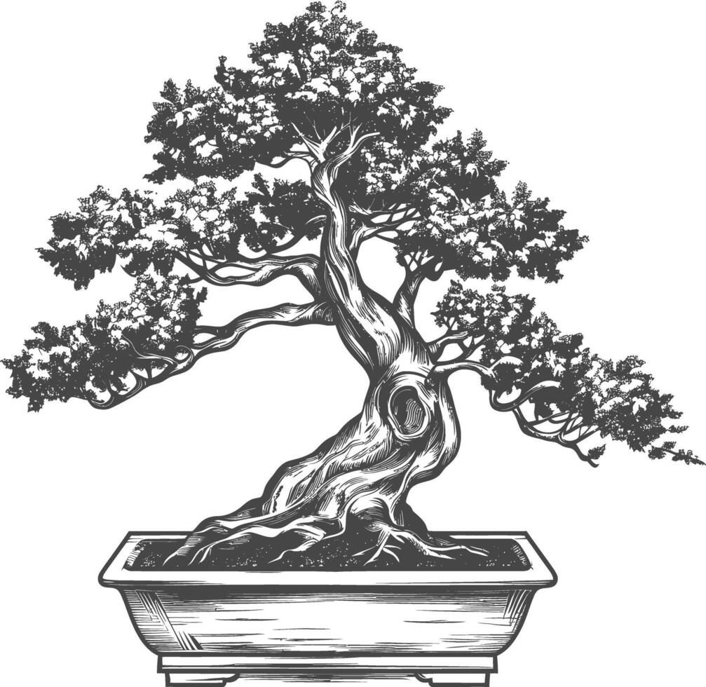 bonsai tree images using Old engraving style body black color only vector