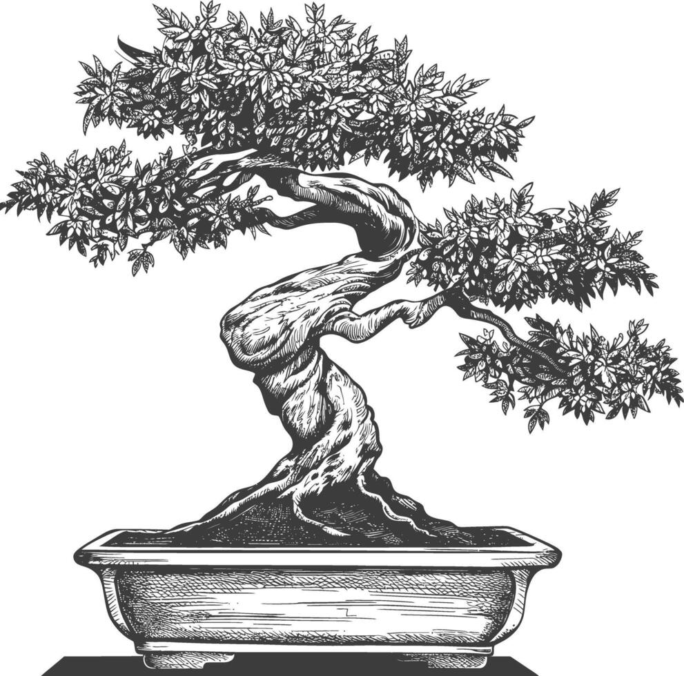 bonsai tree images using Old engraving style body black color only vector