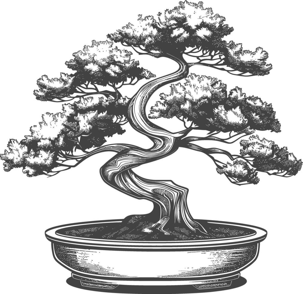 bonsai tree images using Old engraving style body black color only vector