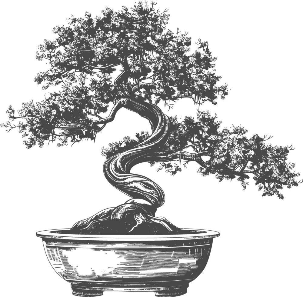 bonsai tree images using Old engraving style body black color only vector