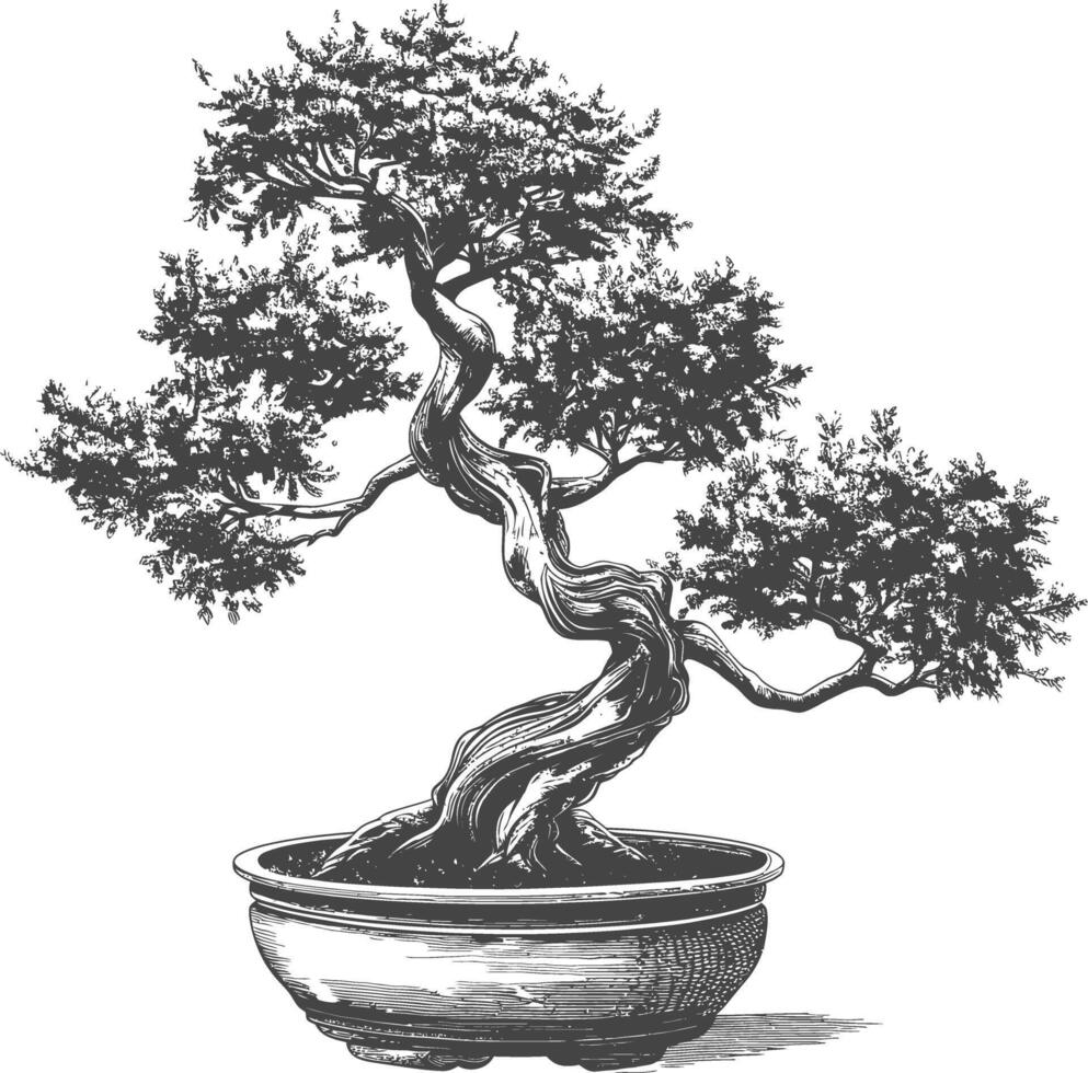 bonsai tree images using Old engraving style body black color only vector