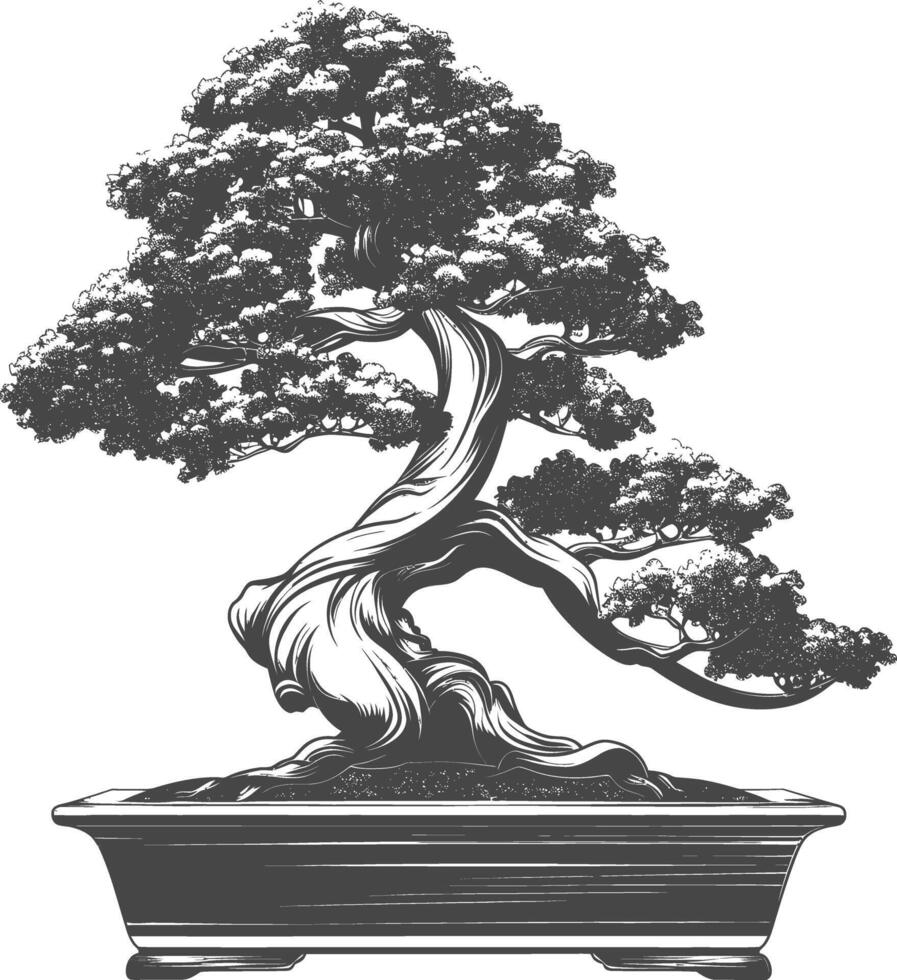 bonsai árbol imágenes utilizando antiguo grabado estilo cuerpo negro color solamente vector