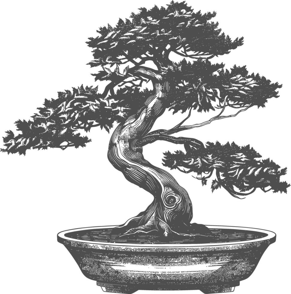 bonsai árbol imágenes utilizando antiguo grabado estilo cuerpo negro color solamente vector