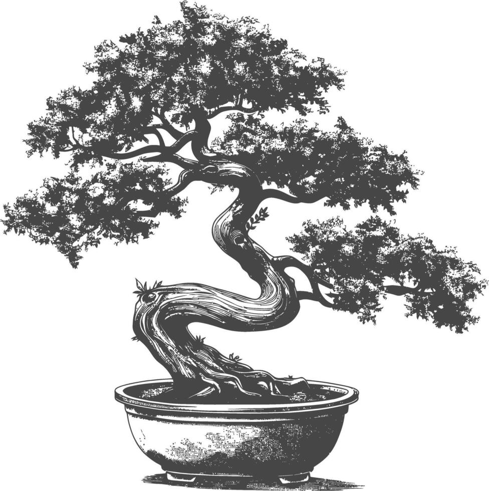 bonsai árbol imágenes utilizando antiguo grabado estilo cuerpo negro color solamente vector