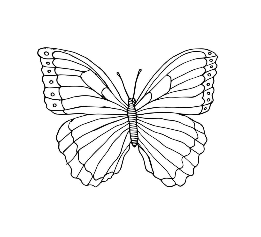 hand drawn doodle sketch butterfly vector