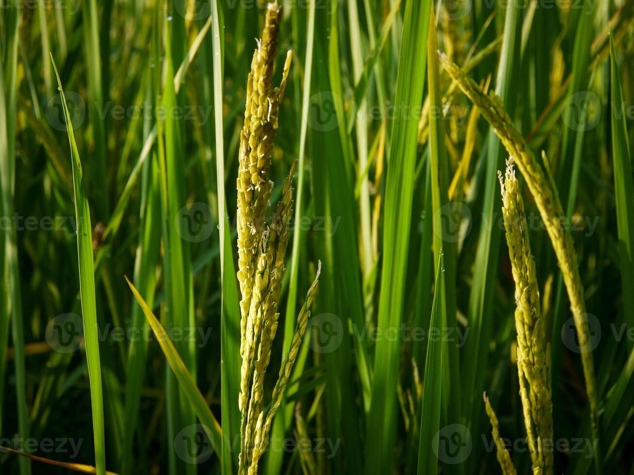 Rice Field in the Morning. photo