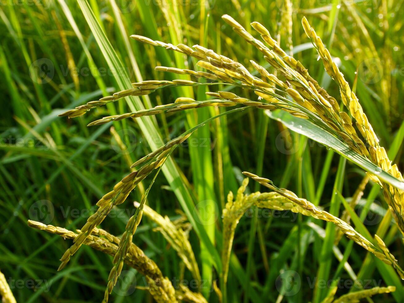 Rice Field in the Morning. photo