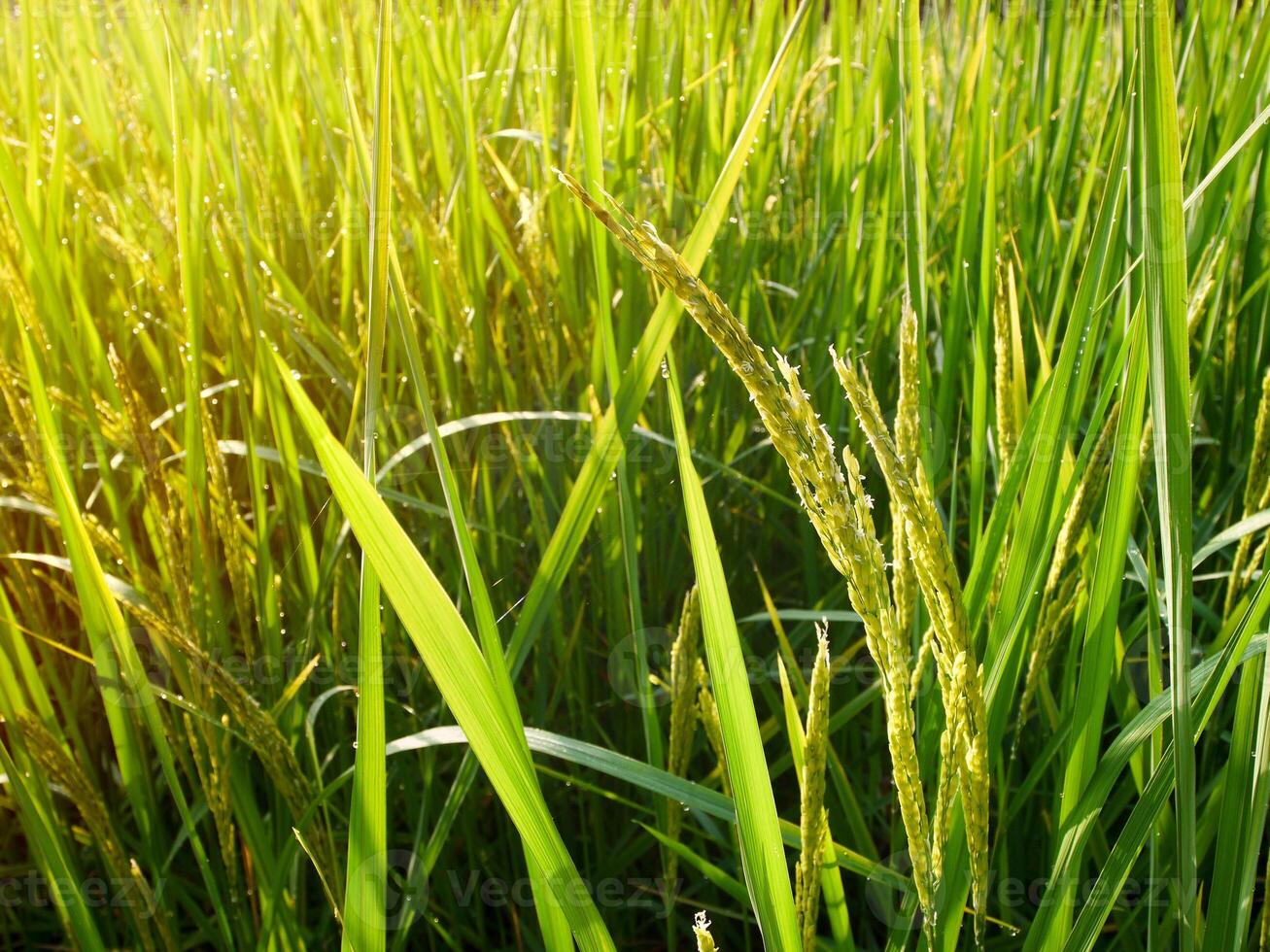 Rice Field in the Morning. photo