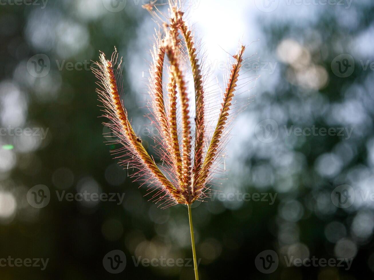 Grass flower and sun light and beautiful nature. photo