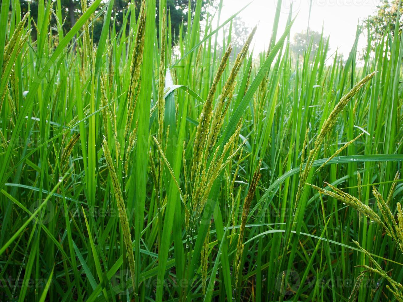 green rice field and beautiful nature. photo