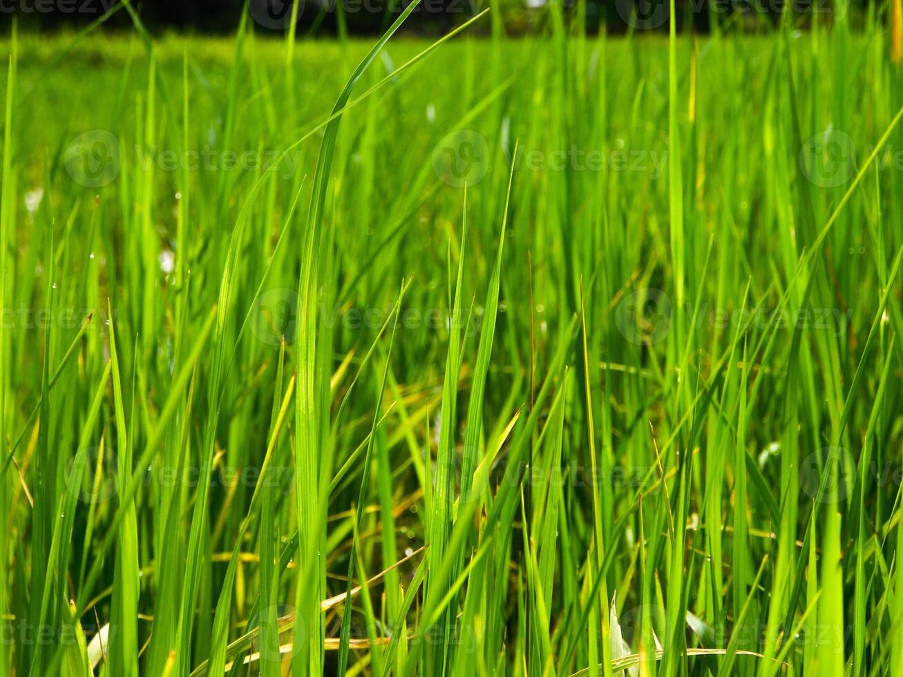 green rice field and beautiful nature. photo