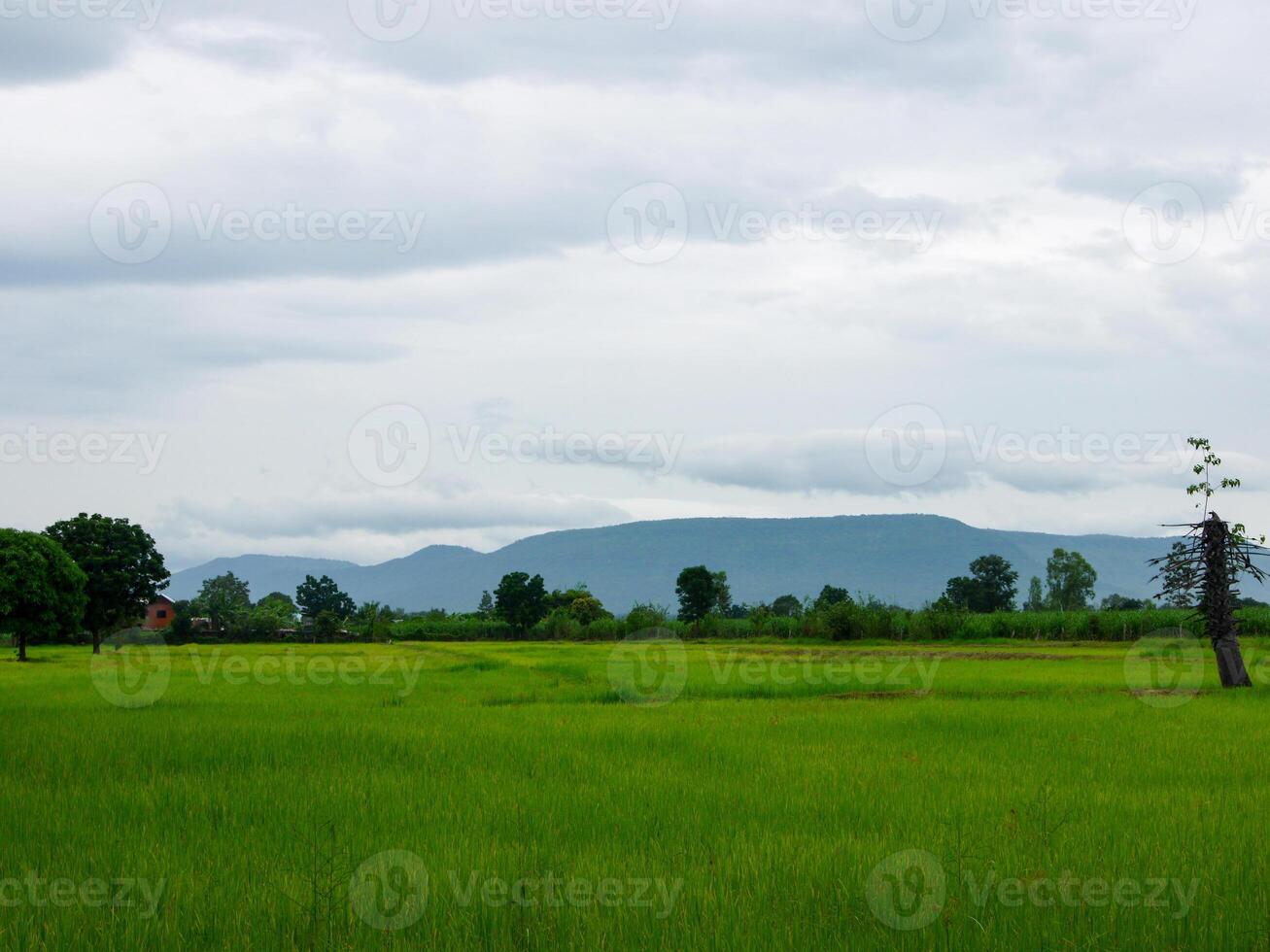 Morning sunrise on rice fields in Thailand, Asia, beautiful colors and natural light in the sky. photo