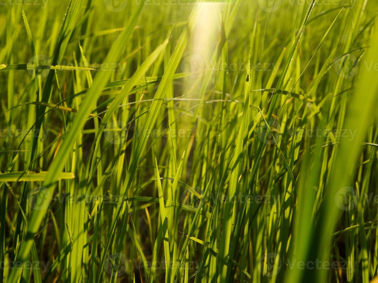 Rice Field in the Morning. photo