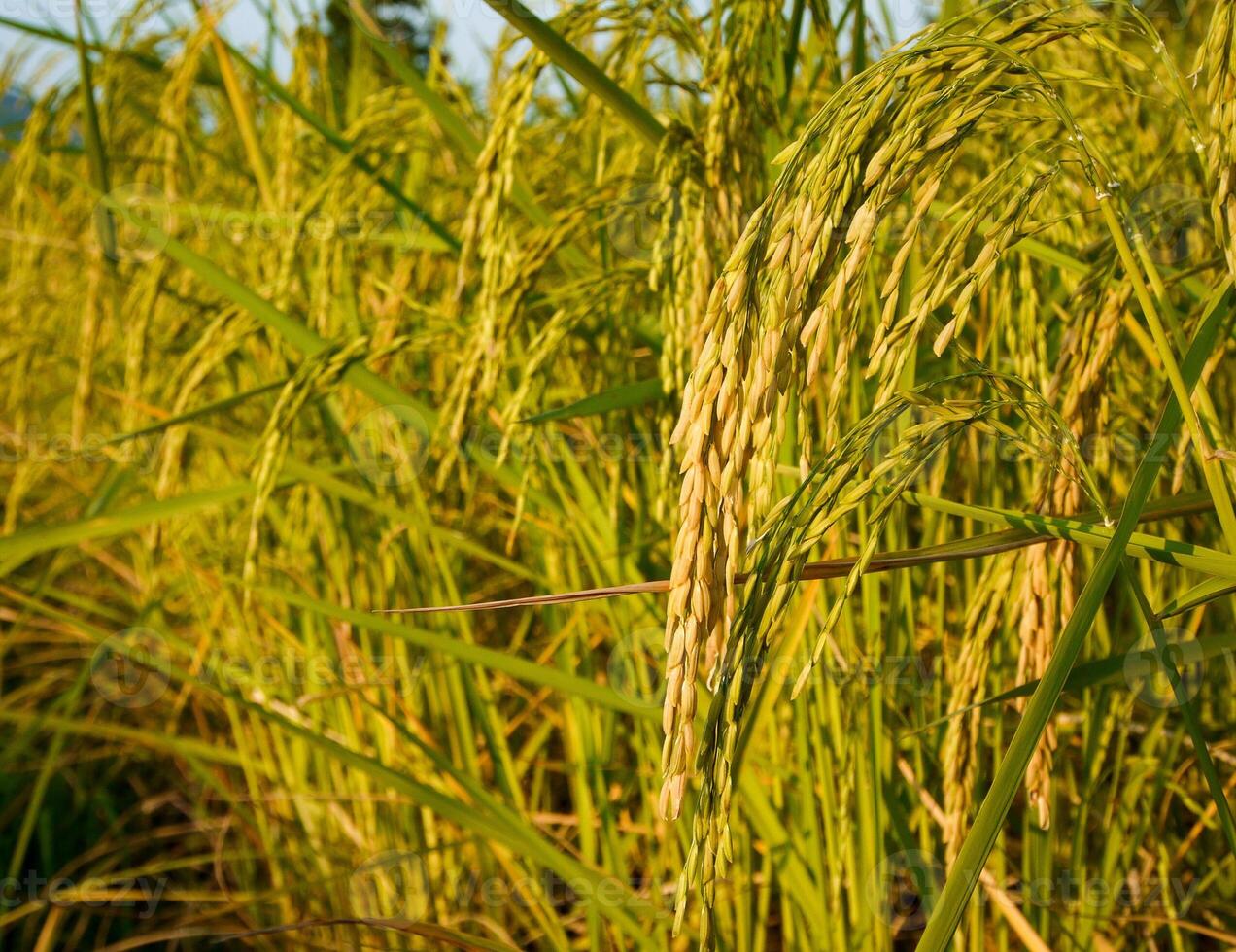 Rice Field in the Morning. photo