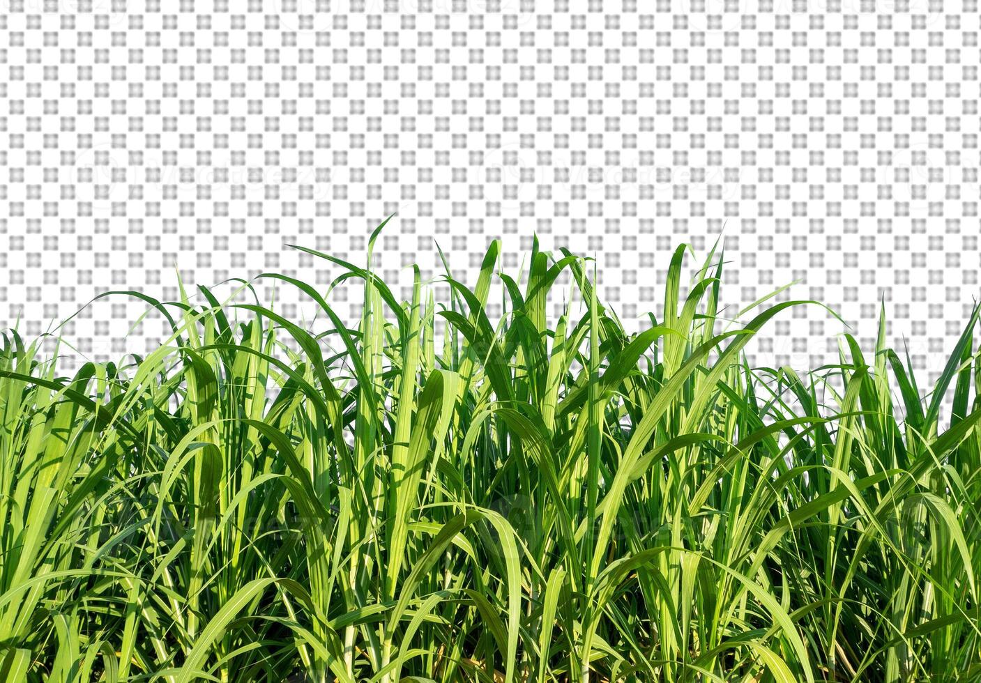 sugar cane on transparent picture background with clipping path photo