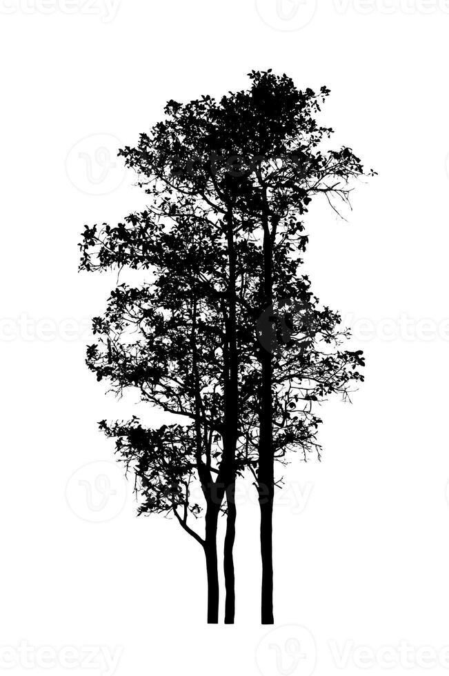 Tree silhouette for brush on white background. photo