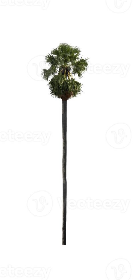 sugar palm isolated on the white background. photo