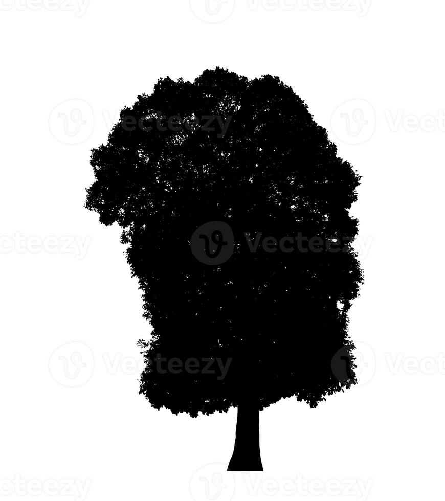 Tree silhouette for brush on white background. photo