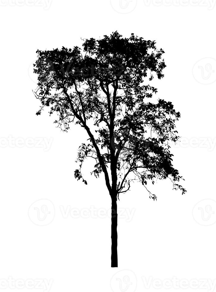 Tree silhouette for brush on white background. photo